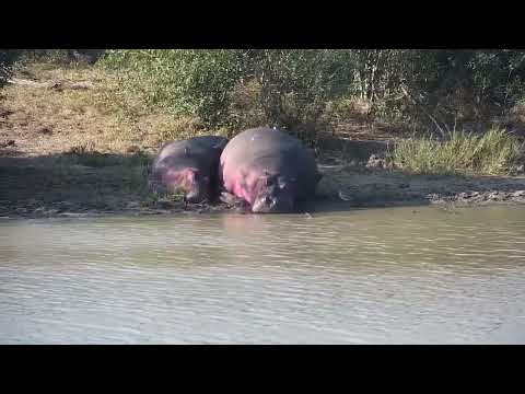 Djuma: Three Hippos resting on land at waters edge - 14:53 - 06/20/2023