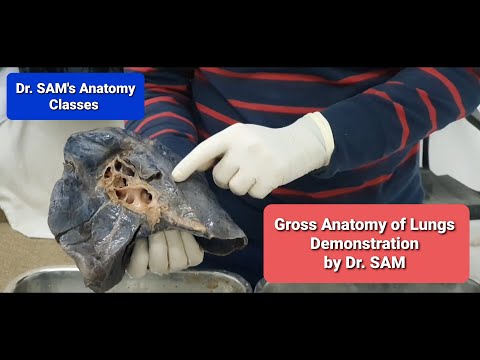 Demonstration of lungs, Side determination of lungs, Gross anatomy of lungs, Viva Voce, Spotting