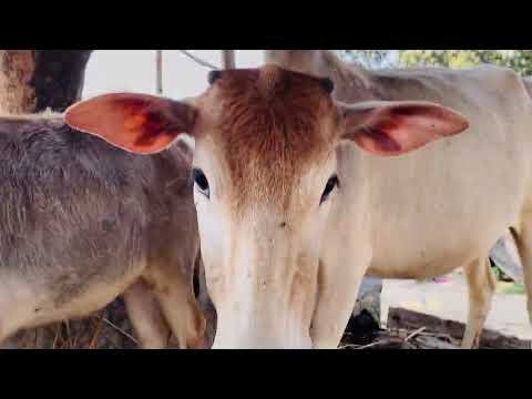 Iphone 11pro raw footage #iphone11pro #iphone11 #cameratest #viralvideo