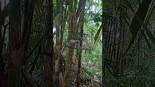 Download lagu srdc betina tarung di alam @ mp3 Download lagu srdc betina tarung di alam @ mp3