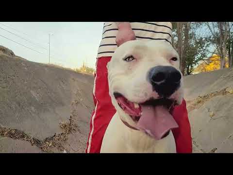 PLAGAS  -  SR POOL x SMOKER 4K