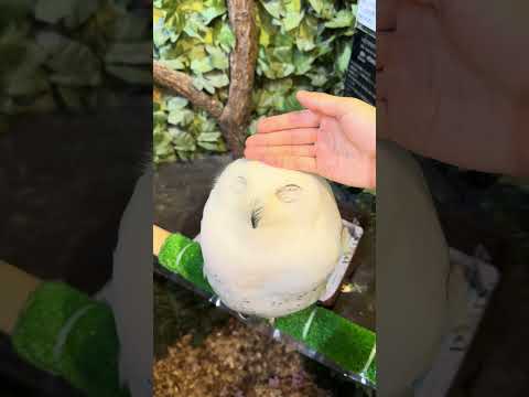 Wise Owl Wobble! 🤣 #OwlAntics #LOL #NatureComedy #FunnyAnimals #viral #trending