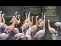 Chilean Flamingos Display In Sync