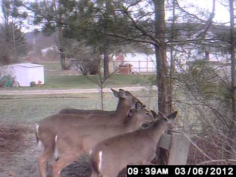 An early morning feeding