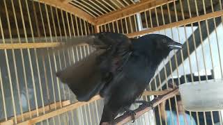 Download lagu Rajin bunyi Srigunting betina cikcakacuicuitcuicuit mp3