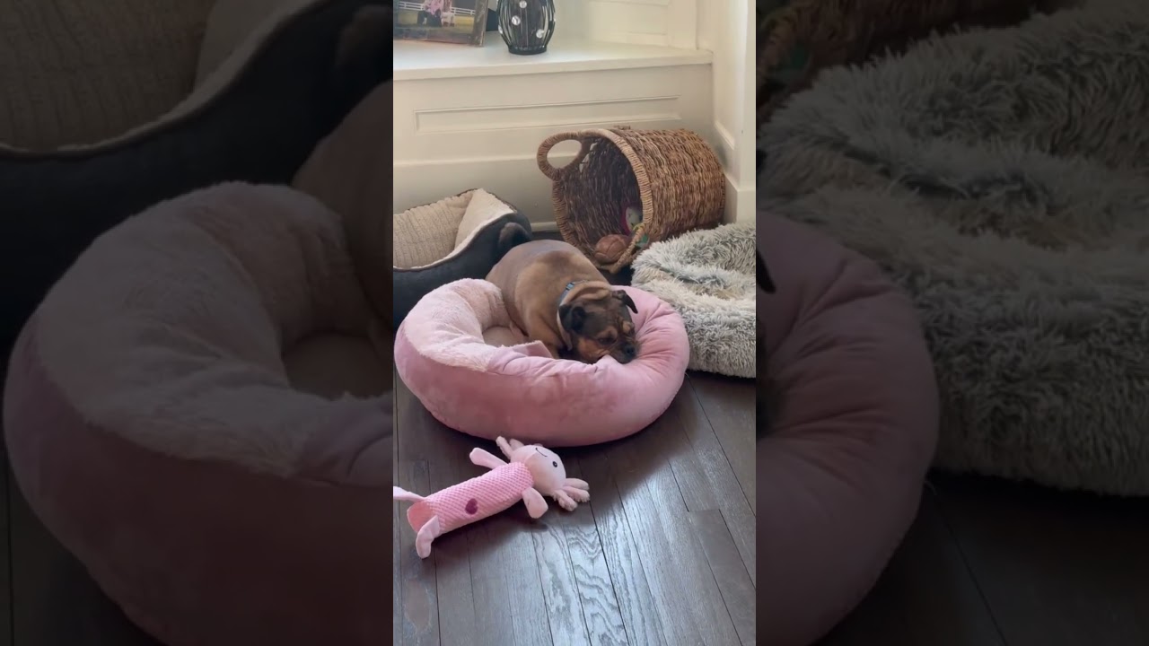 Enlarge Zhu Zhu, a ADOPTABLE mixed breed in New York, NY video 1/6