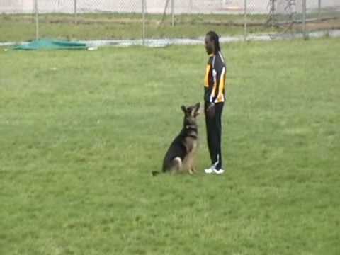 2008 GSDCA - WDA Championship T. Floyd & Karlo vom Floyd Haus, SchH3, FH, KKL2