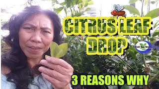 CITRUS LEAF DROP : 3 Main Reason Why and How to Fix It