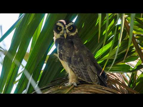 Birding en Puerto López, Meta 🇨🇴 | Aves acuáticas, búho de anteojos, lechuza y fauna de sabana
