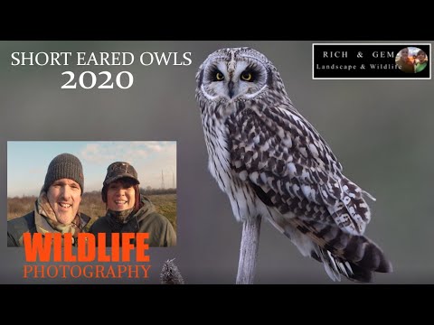 Short Eared Owls Winter Visitors 2020 | Rich And Gem Wildlife Photography
