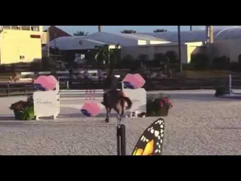 Careca LS Elite 💫- Wellington (Jan 27)