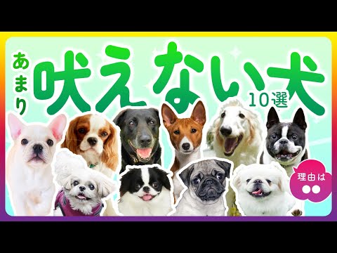 ほとんど吠えない犬種
