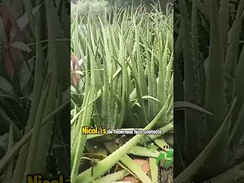 Cravo Norte - Arauca