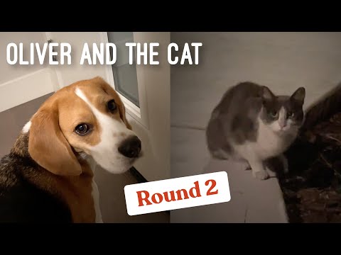Oliver and the cat, round two