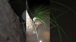 Download lagu viral (nada dering bunyi kodok) mp3 Download lagu viral (nada dering bunyi kodok) mp3