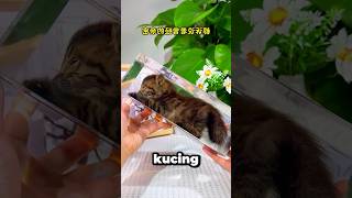 Download lagu mengawetkan kucing mati🤯 mp3