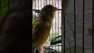 Download lagu KENARI malas bunyi, Terapi untuk kenari masteran canary #canarysingtraining #kanareyka #canário mp3