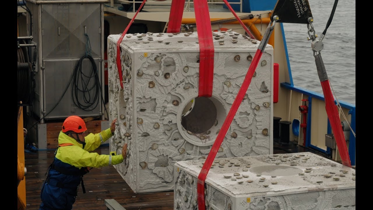 Saving the UK’s Underwater Superhero | Deploying Oyster Reef Cubes - YouTube