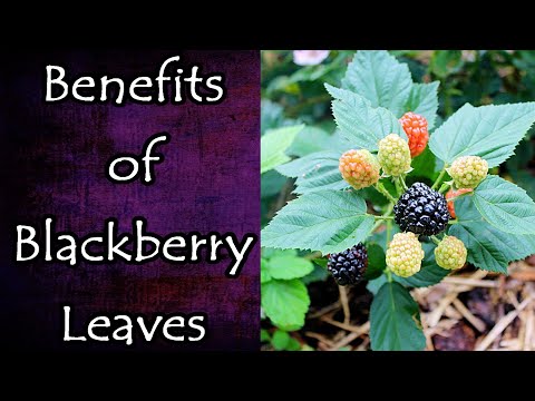 Benefits of Blackberry Leaves