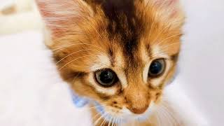 ソマリの動画02