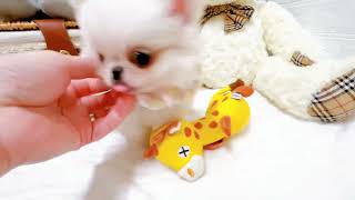 ハーフ犬の動画02