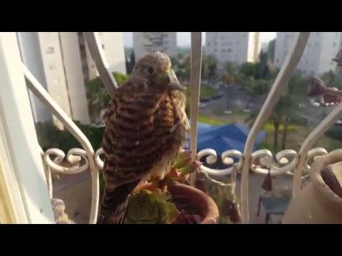 الاسبوع الرابع طير الباز common kestrel