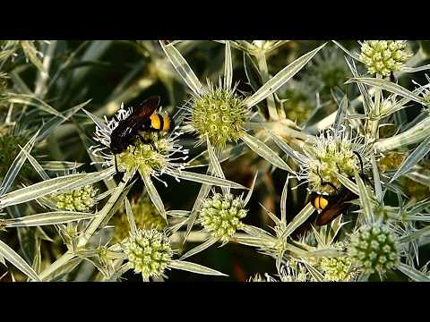 Sötétszárnyú tőrösdarazsak