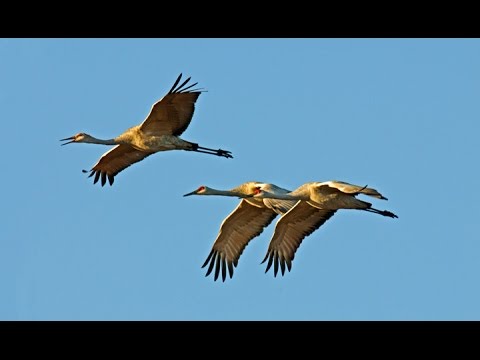 2016 Othello Sandhill Crane Festival 0318-0320 4K UHD