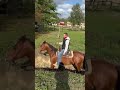 Gelding Paint For sale 2023 Bay