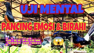 Download lagu PANCINGAN EMOSI/BIRAHI MURAI batu SIMULASI GANTANGAN uji MENTAL murai MUDA/BAHAN. mp3