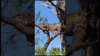 Alas, ferocious creatures #viralvideo #amazing #animals #shorts