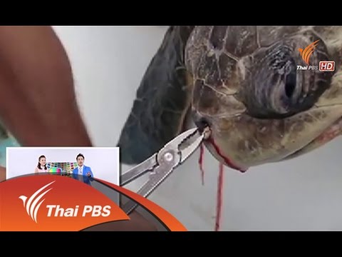 ชายแรงถึง 30 ปี Cocks ใหญ่สำหรับสาวน้อยผอม