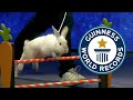Rabbit Breaks WORLD JUMPING RECORD On TV Guinness World Records
