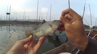 Download lagu mancing ikan lohan rawa di RAWAPENING mp3