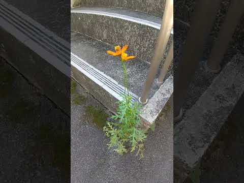 恥の花 植物