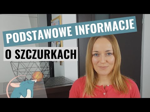 Co musisz wiedzieć, zanim kupisz szczura | Szczuromania #1