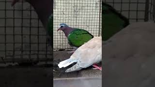 Download lagu jodohkan burung punai tanah dengan burung puter apakah bisa #burung #birds #punaitanah #burungputer mp3