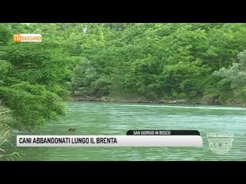 TG BASSANO (13/12/2017) - CANI ABBANDONATI LUNGO IL  BRENTA