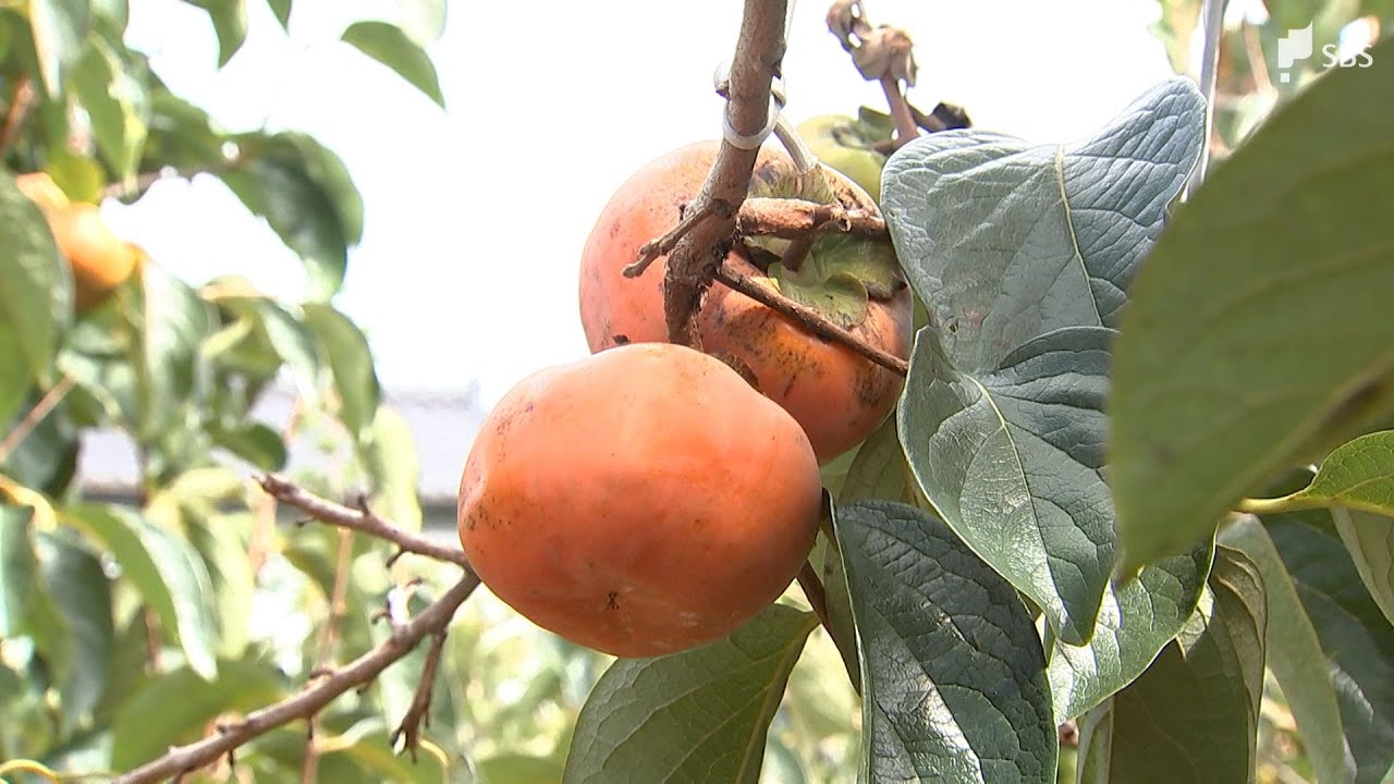 異常な猛暑によって柿の木が「夏バテ」か　秋の味覚にも深刻な影響　各地で30℃超に　残暑が収まらず=静岡