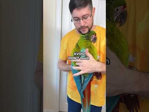 What Part of Parrot's Back is NOT OK to Touch?
