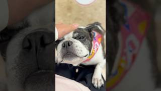 久しぶりに愛犬と会う事ができました😭