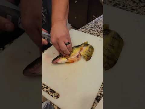 How to plow through perch quickly with electric filet knife