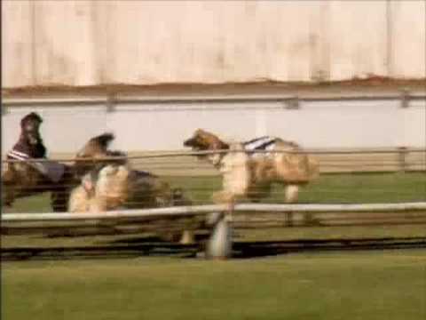 hound afghan racing