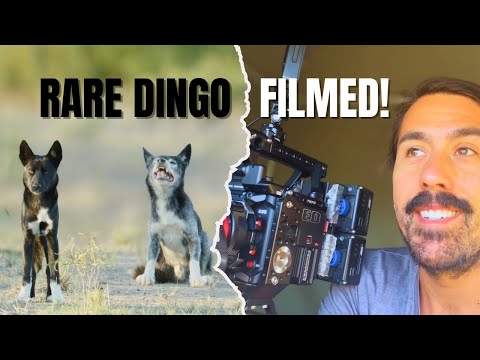 I Filmed the Rarest Dingo Population in Australia!