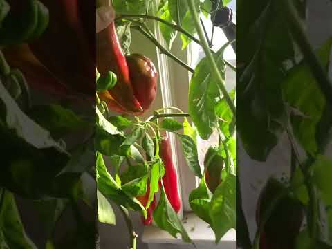 , title : 'Cultivo de chile, aji dentro de casa / growing long sweet peppers indoors'