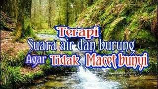 Download lagu Masteran burung dengan terapi gemericik air dan suara burung seperti di hutan mp3 Download lagu Masteran burung dengan terapi gemericik air dan suara burung seperti di hutan mp3