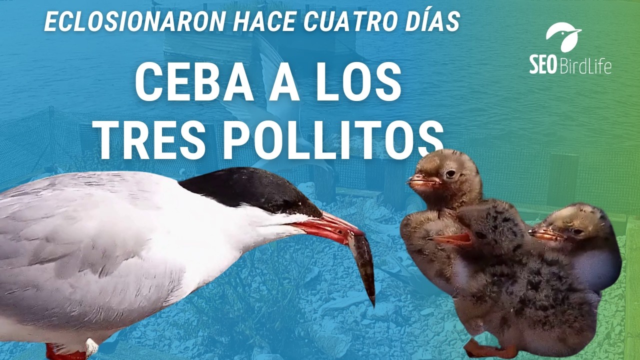 POLLITOS EN PRIMER PLANO 🐥🐥🐥· Charrán común · Reserva Ornitológica MARISMAS DE ASTILLERO, Cantabria.