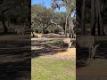 Zebra Fun Facts Waltdisneyworld Disneyparks