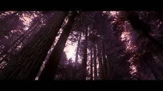 Desbot – “Moonlit Forest”