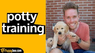 How to Potty-Train an 8-Week-old Puppy Step by Step (12 steps)